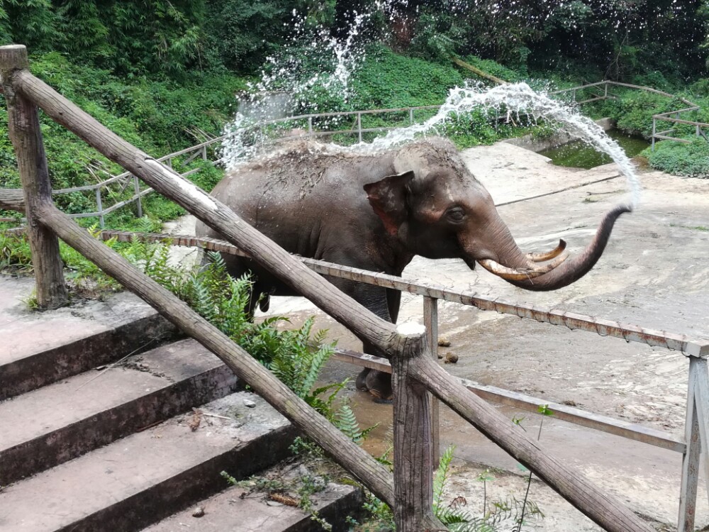 雅安碧峰峽野生動物園(雅安碧峰峽野生動物園一天能耍完嗎)