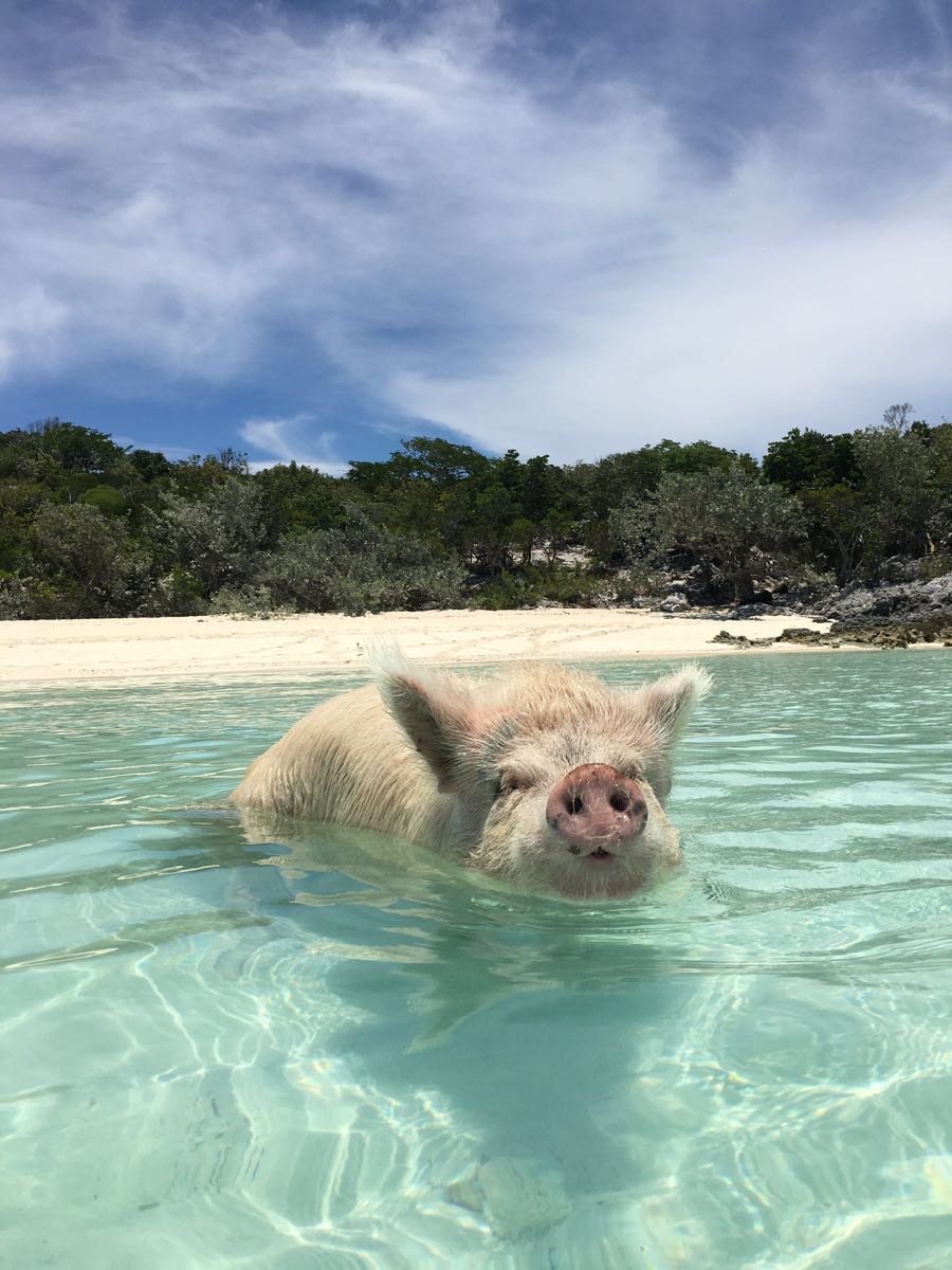 巴哈马群岛的猪图片