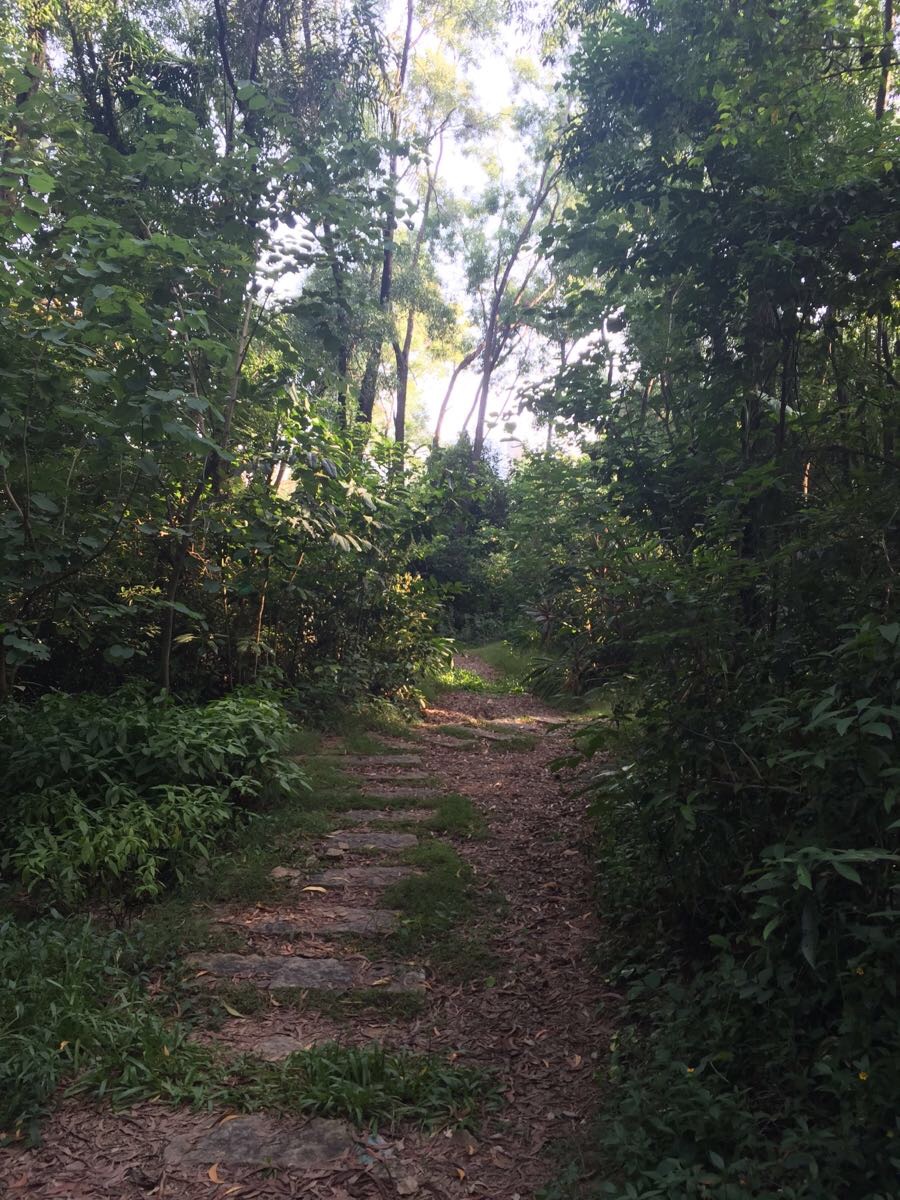 【携程攻略】深圳深圳大学景点,校园里有座杜鹃山,走进去仿佛走进了