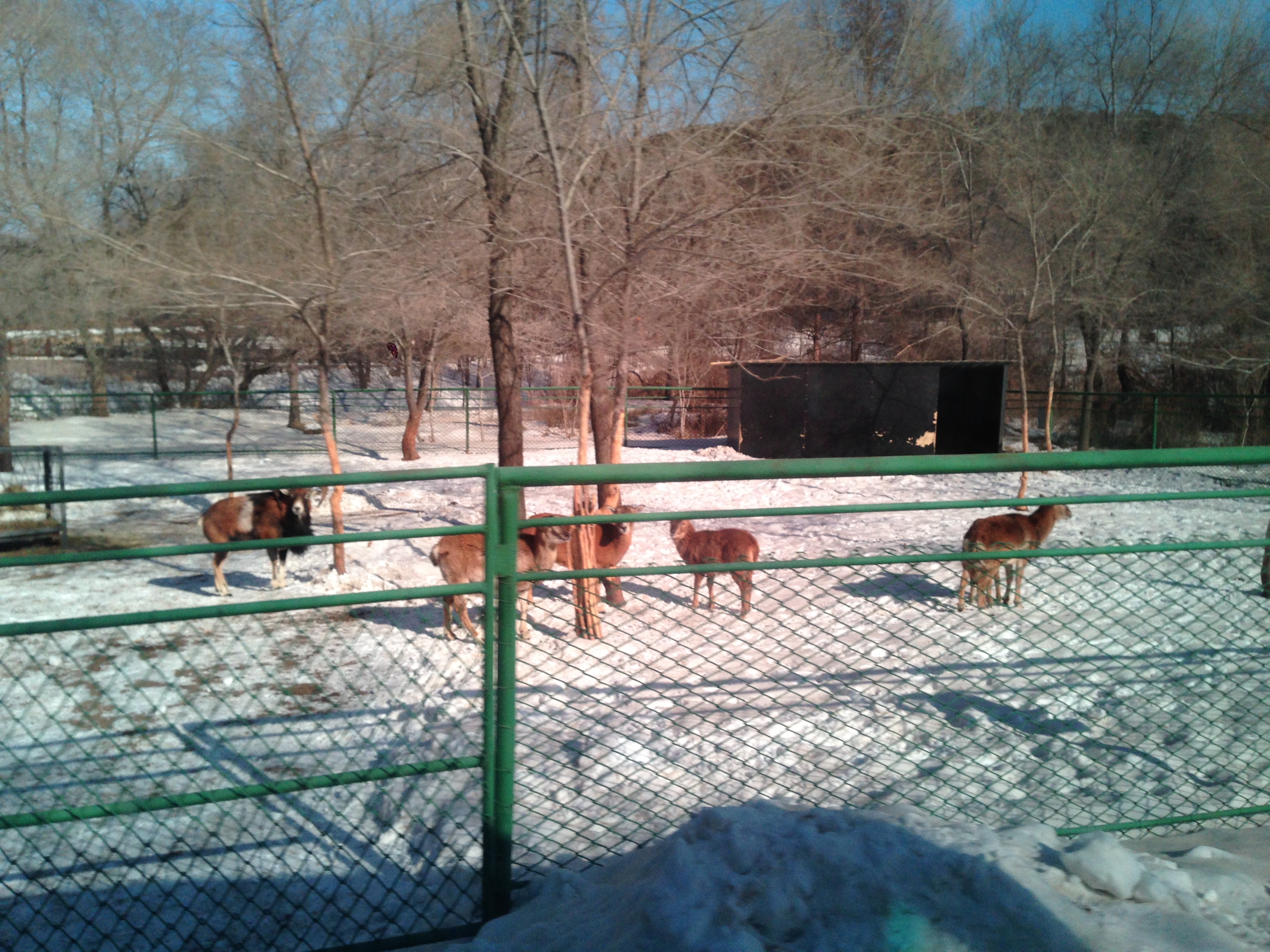 這個森林的動物園位於瀋陽市東部的棋盤山,比較適合自駕遊,我是利用