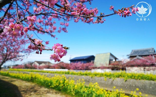 日本旅游 桃花 放完了 可以去渥美半岛看菜花和樱花 田原市游记攻略 携程攻略
