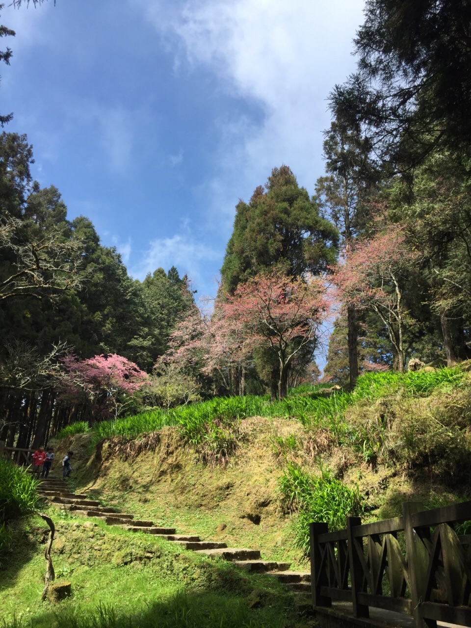 阿里山國家風景區