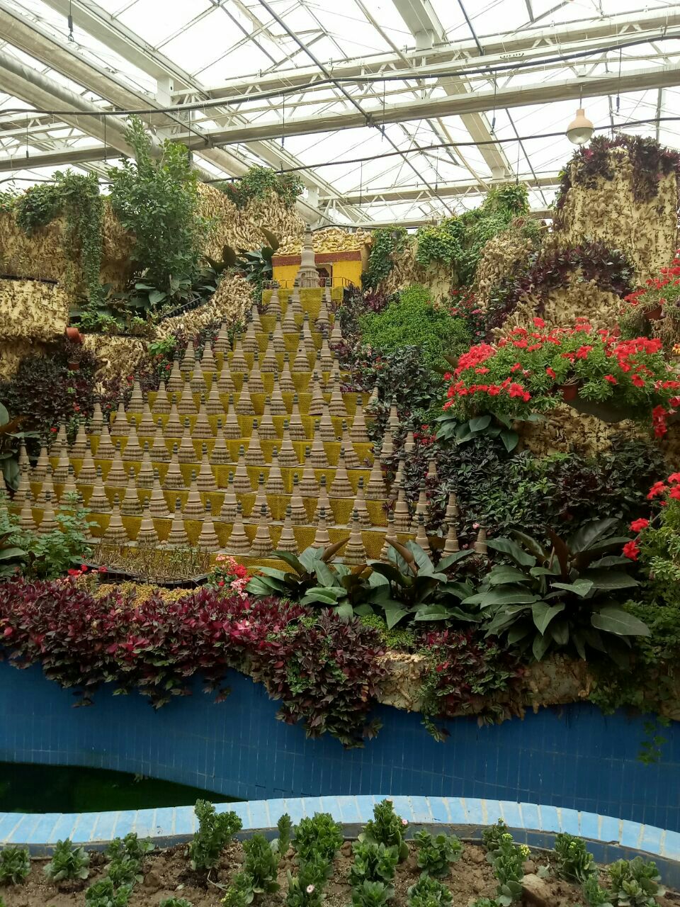 宁夏最大花卉种植基地图片