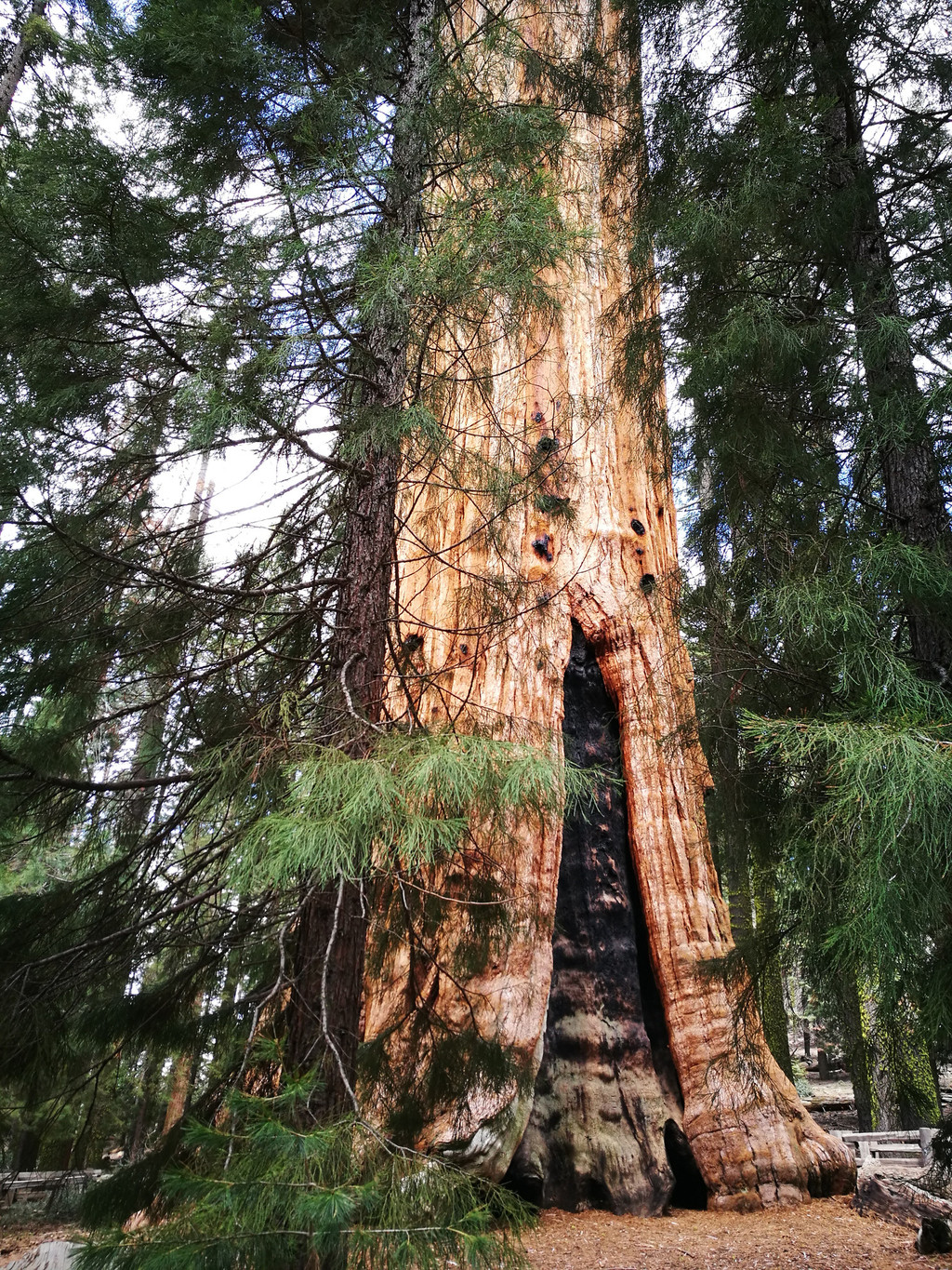神木保衛戰 美國森林大火威脅3000歲巨杉「灰熊巨人」 | DQ 地球圖輯隊 | LINE TODAY