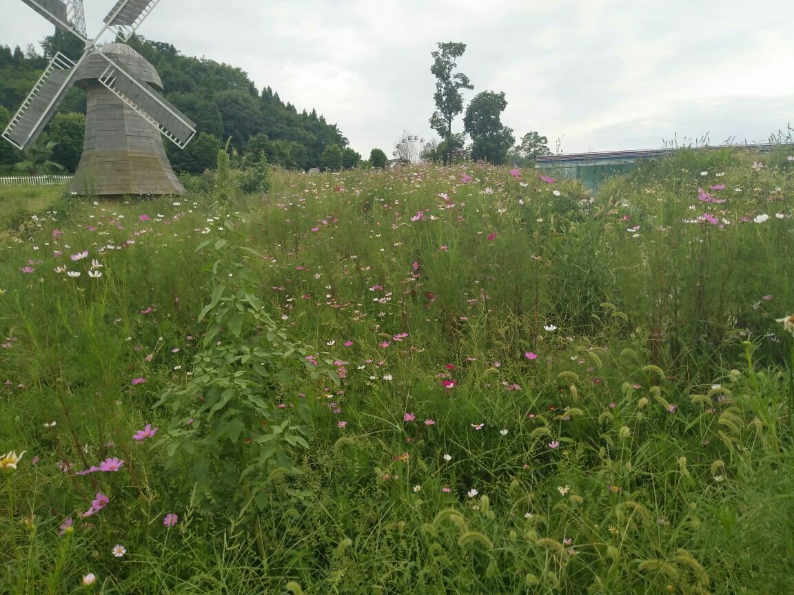 绵阳原香国际香草园好玩吗,绵阳原香国际香草园景点怎么样_点评_评价