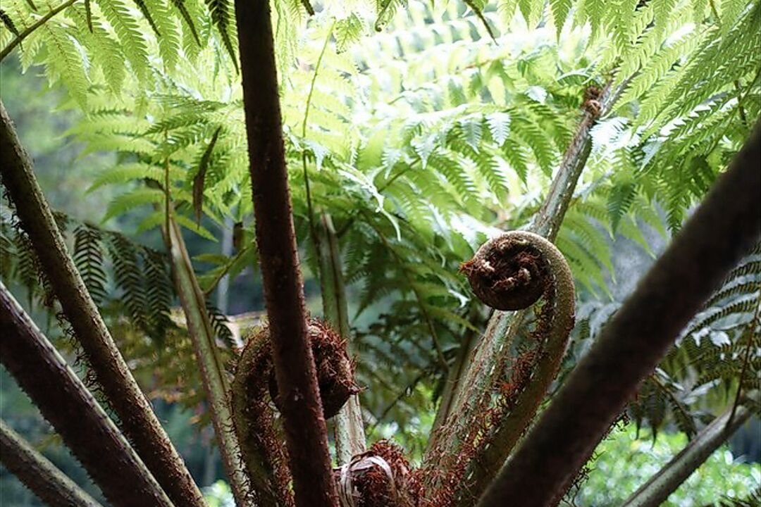 【携程攻略】赤水桫椤国家级自然保护区景点,桫椤是恐龙吃的食物,在