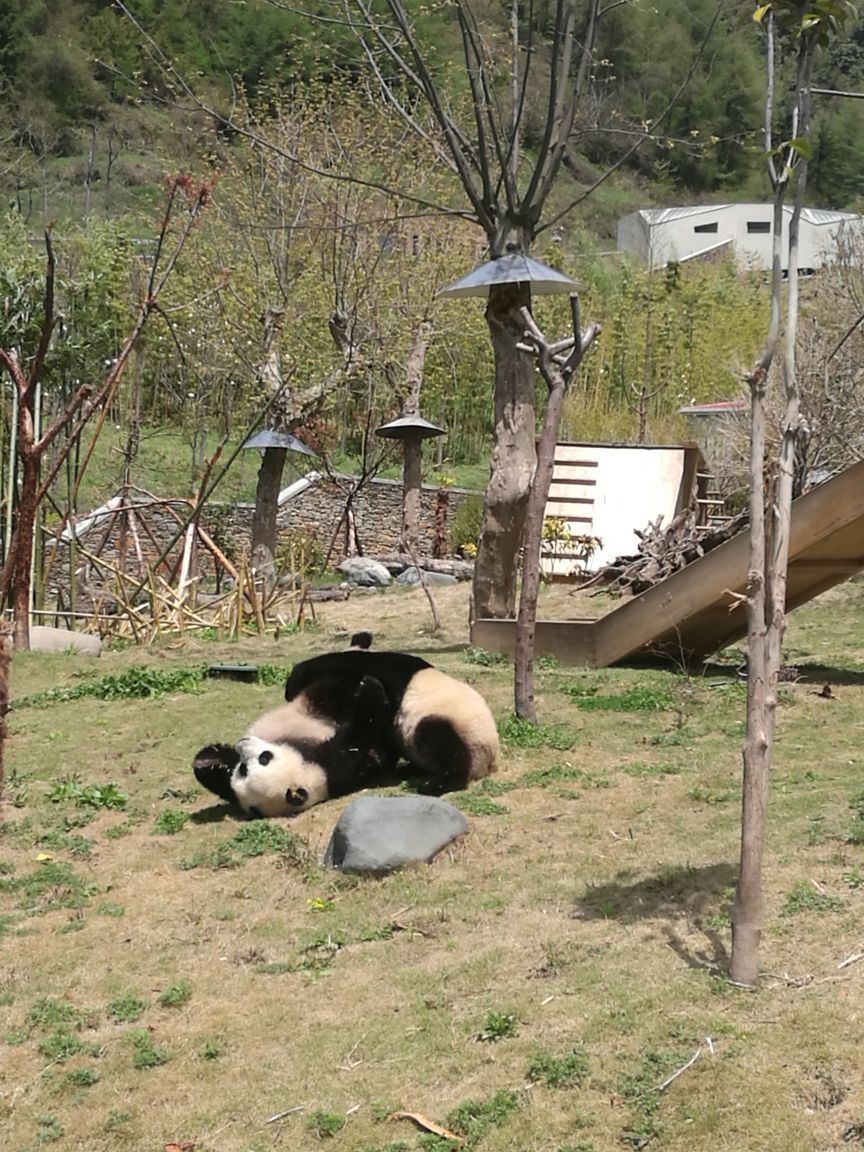 臥龍中華大熊貓苑神樹坪基地