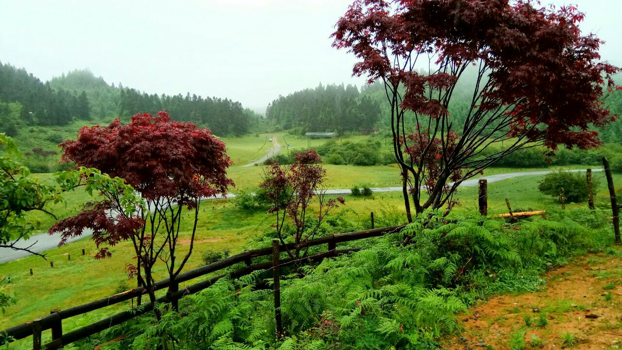 2019仙女山國家森林公園_旅遊攻略_門票_地址_遊記點評,武隆旅遊景點