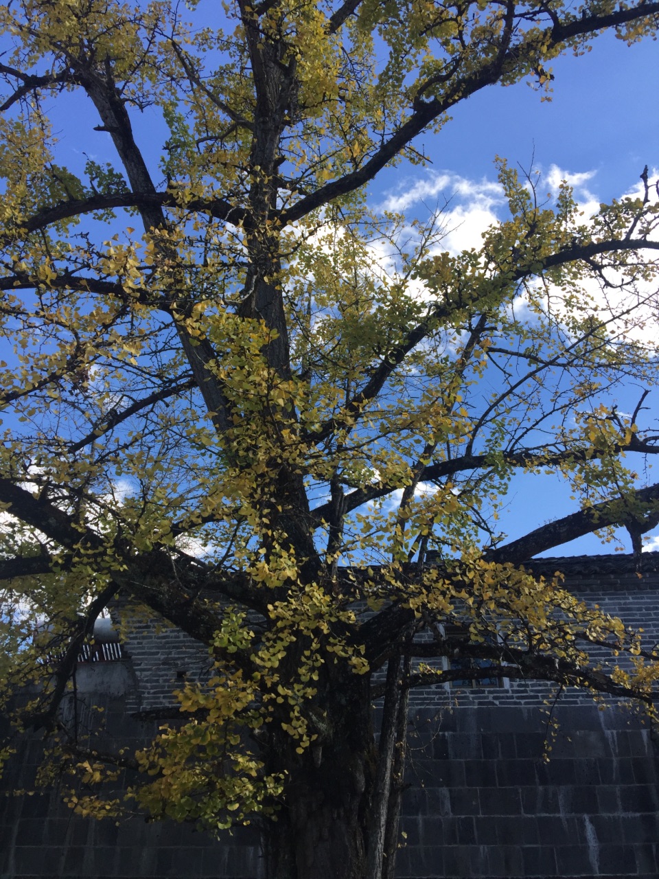 腾冲银杏村好玩吗,腾冲银杏村景点怎么样_点评_评价【携程攻略】