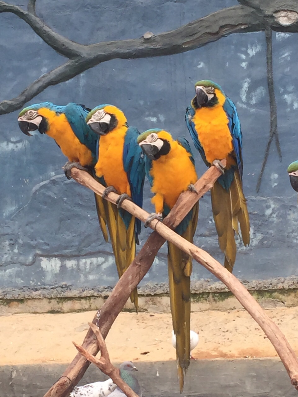 泉州海丝野生动物世界
