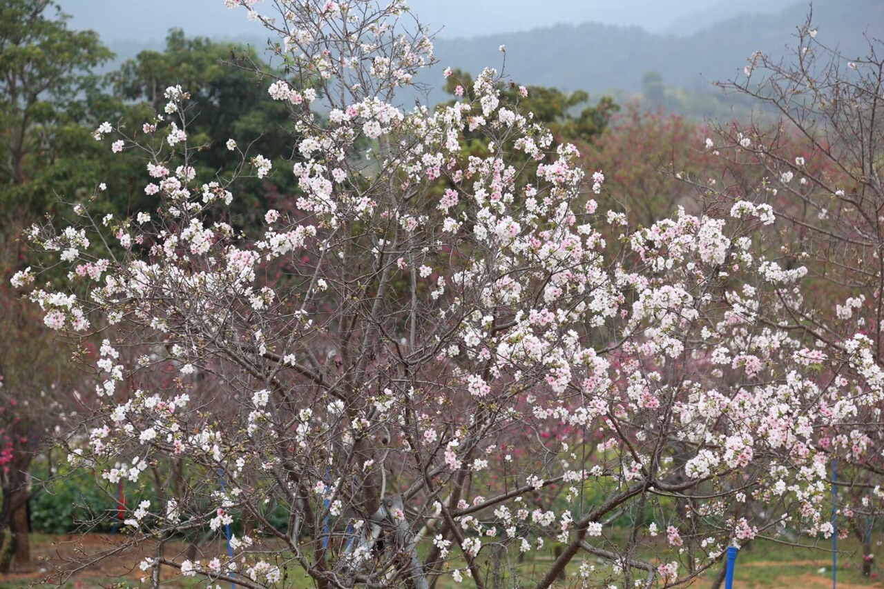 【攜程攻略】從化天適櫻花悠樂園景點,門票偏貴,稀稀疏疏開了幾棵