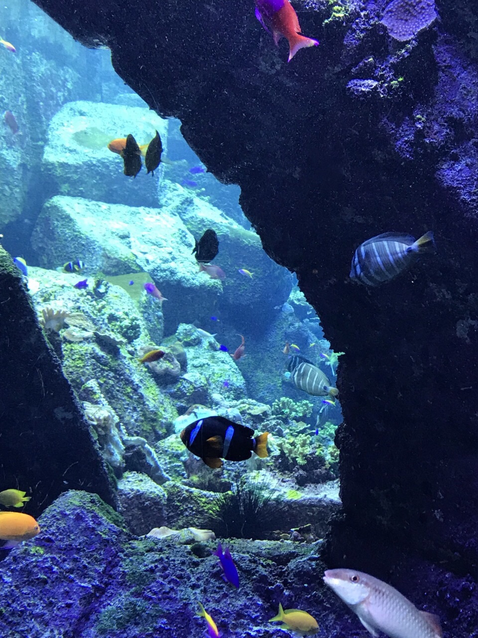 亞特蘭蒂斯失落的空間水族館