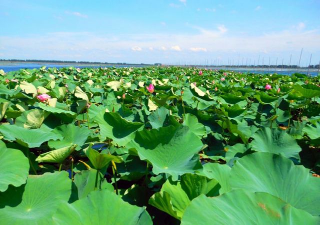 潛江返灣湖風景區攻略,潛江返灣湖風景區門票/遊玩攻略/地址/圖片