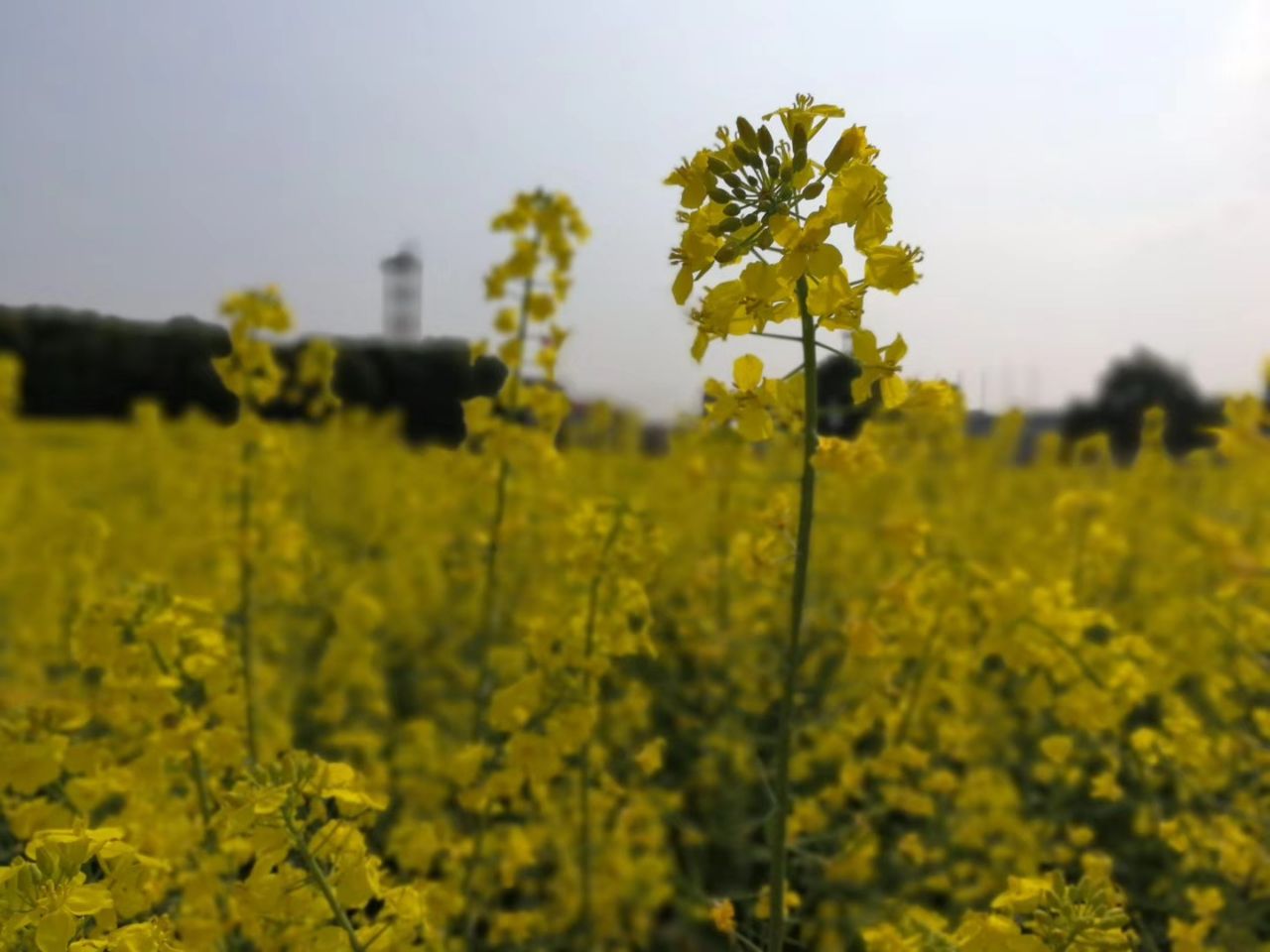 上海奉贤油菜花攻略,上海奉贤油菜花门票/游玩攻略/地址/图片/门票