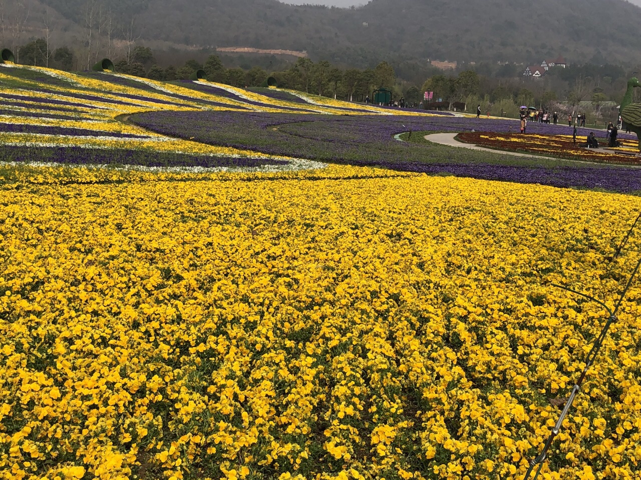 2019花谷奇緣_旅遊攻略_門票_地址_遊記點評,常州旅遊景點推薦 - 去