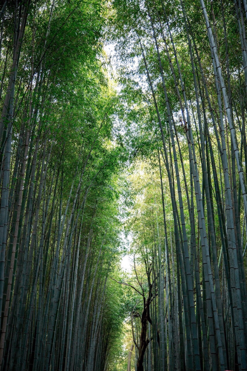 【携程攻略】京都嵯峨野竹林景点,嵯峨野竹林已然成为了大热的竹林,是