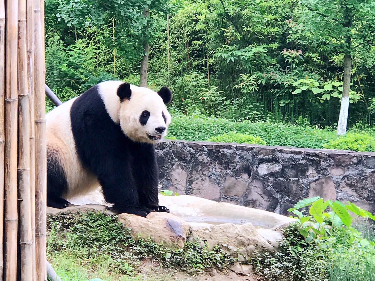 2019熊猫乐园-旅游攻略-门票-地址-问答-游记点评，都江堰旅游旅游景点推荐-去哪儿攻略