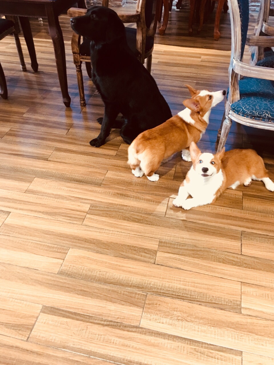 黑黑壮壮的外表下 特别憨厚 喜欢坐在人脚上 快一百斤的大家伙 撒起娇