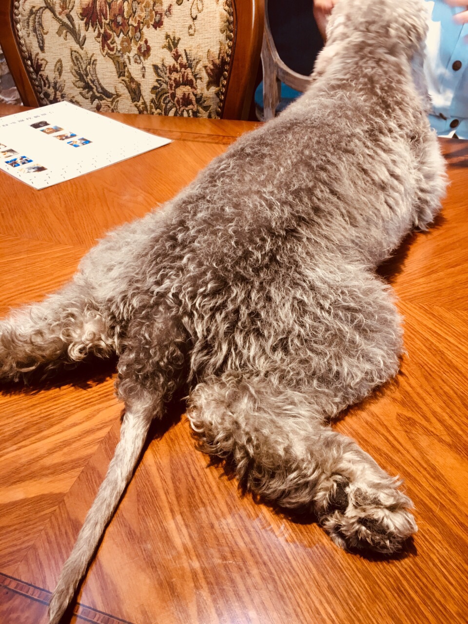 黑黑壮壮的外表下 特别憨厚 喜欢坐在人脚上 快一百斤的大家伙 撒起娇