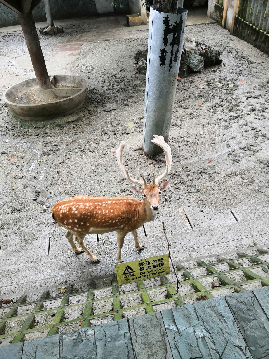 成都動物園