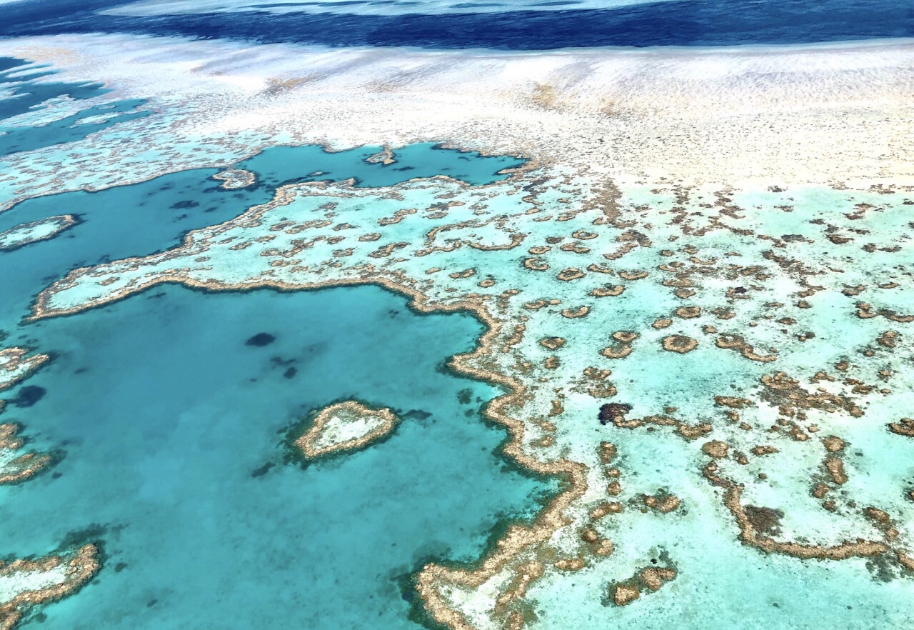 大堡礁丨澳大利亚世界上最大的珊瑚礁，众多海洋野生动物的家园。|野生动物|大堡礁|珊瑚礁_新浪新闻