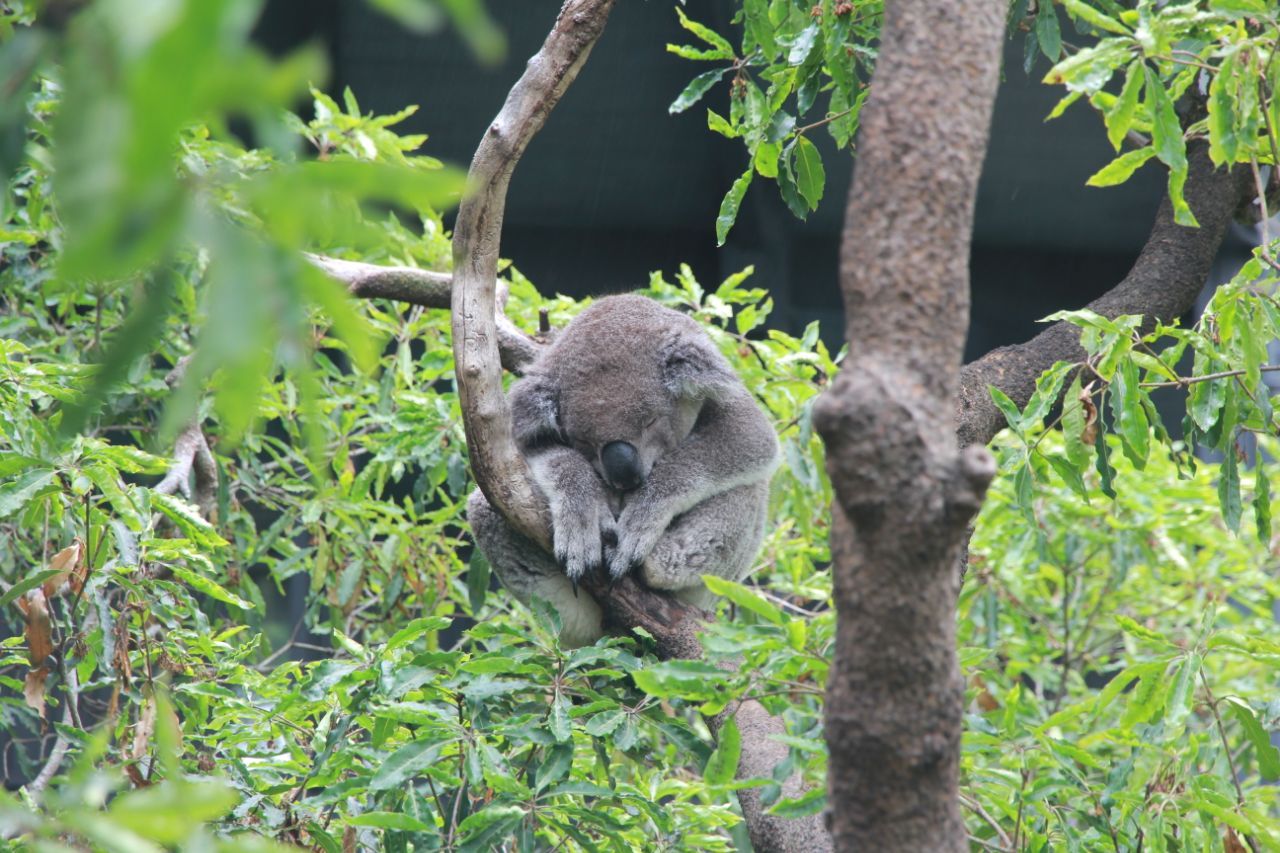 2019塔龙加动物园_旅游攻略_门票_地址_游记点评,悉尼旅游景点推荐 去哪儿攻略社区