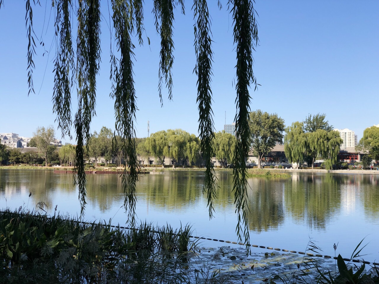 其實這是一個沒有門的免費環湖公園,在原來的湖裡種了蘆葦等植物,修了