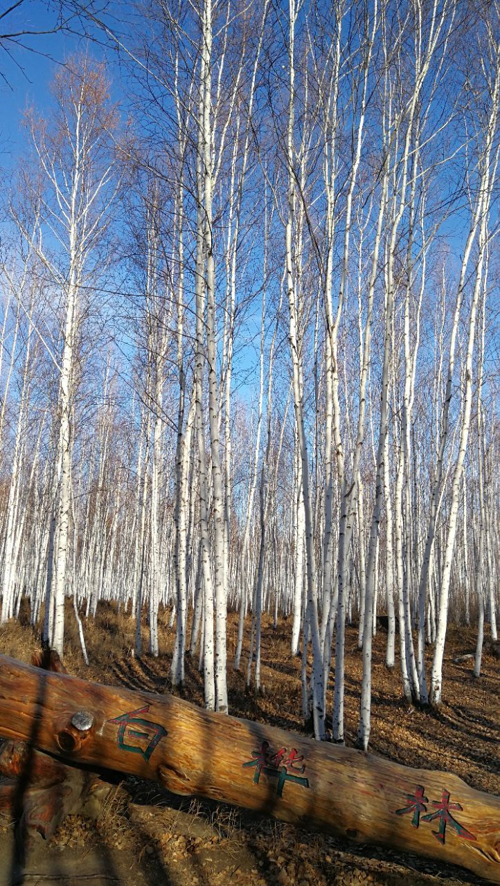 龙江第一湾去九曲十八弯的途中,原始的白桦林,大片笔直挺拔的白桦树