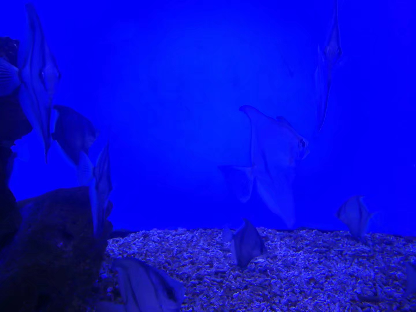 八仙过海杯” 首届全国水生野生动物保护 摄影大赛即将开启_胶东在线旅游频道