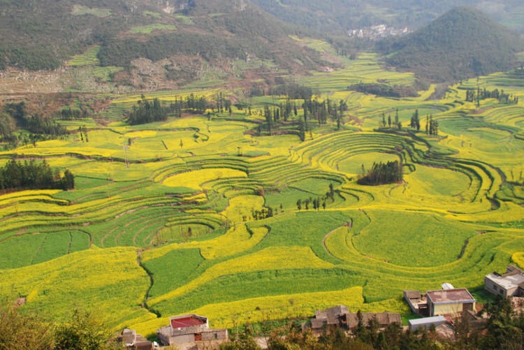1-Day Luoping Tour: The grandeur of Jiulong Waterfalls, the pastoral charm of the Canola Flower Ocean