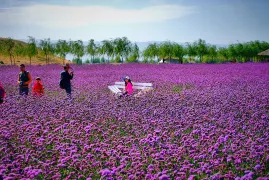 3-Day Zhongwei Tour: Shapotou's majestic beauty, Tenggeli Desert's hidden wonders