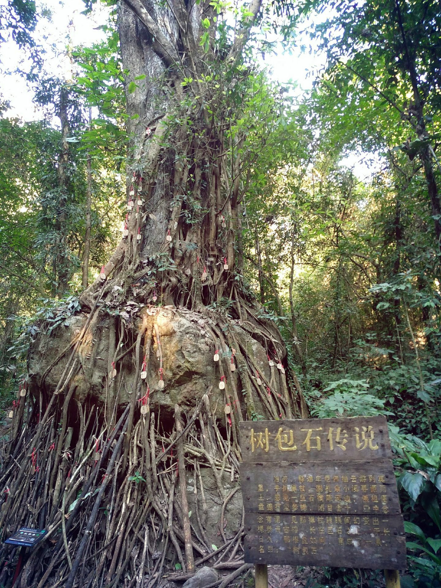 呀诺达雨林文化旅游区_三亚市旅游发展局