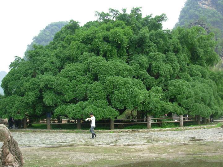 打卡桂林网红地,大榕树!可是自然界唯有榕树能&quot