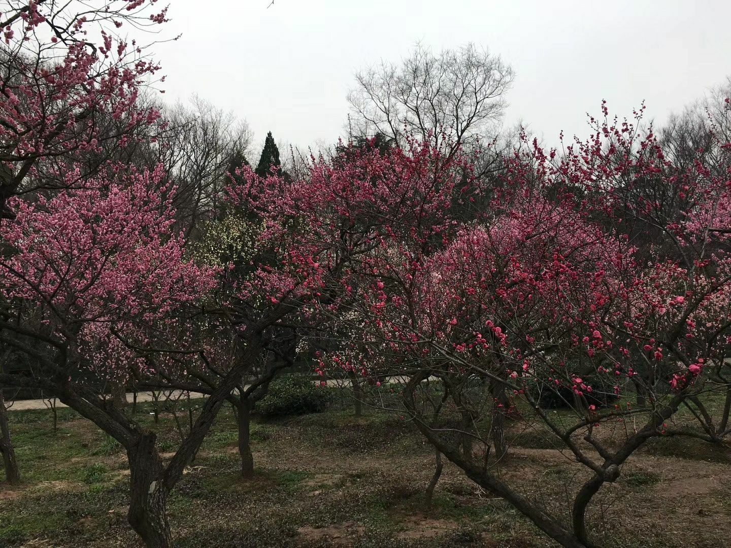 2019梅花山_旅游攻略_门票_地址_游记点评,南京旅游景点推荐 去哪儿