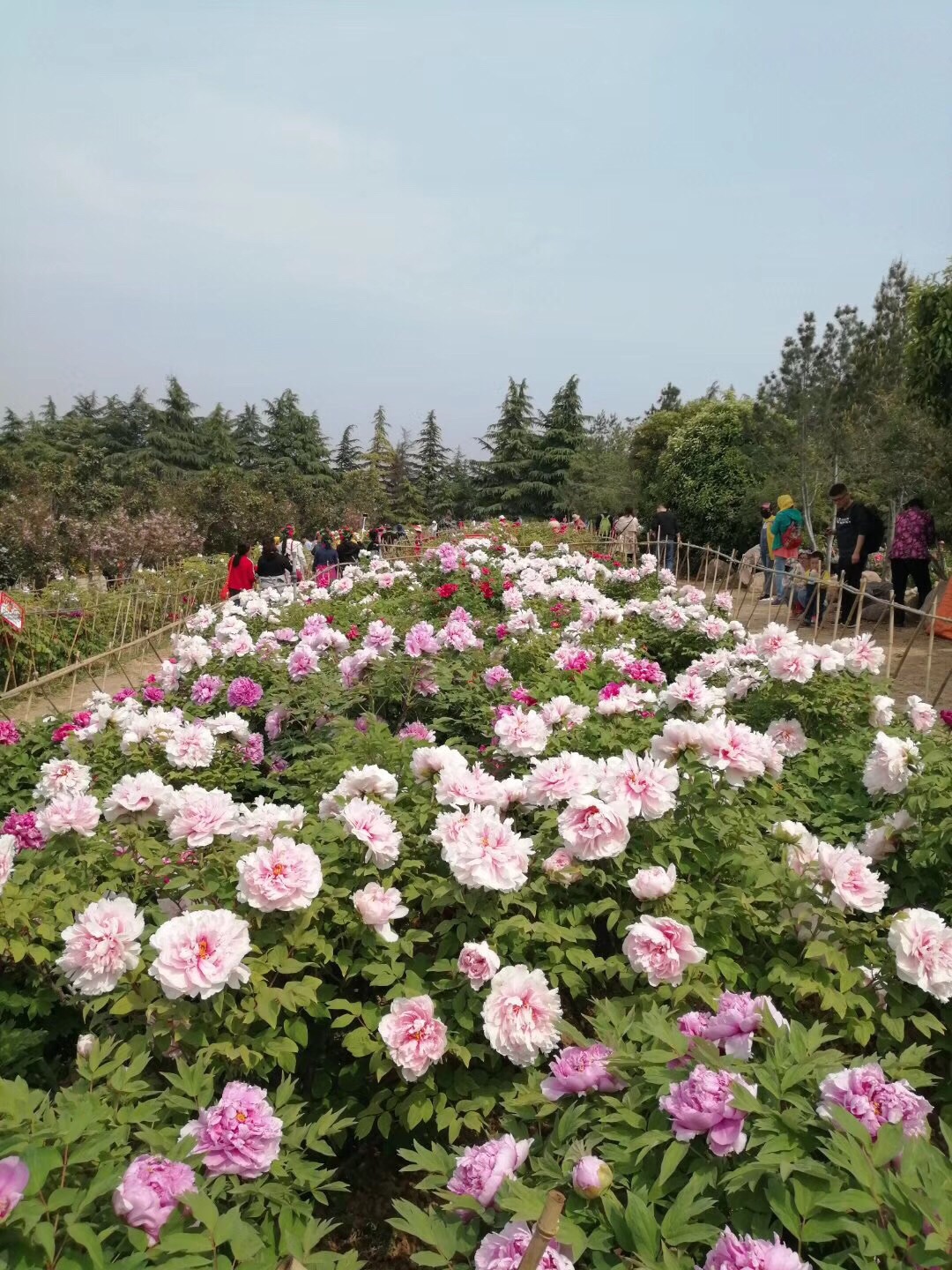 神州牡丹园洛阳第37界牡丹文化节国色天香花开富贵景色优美风景宜人