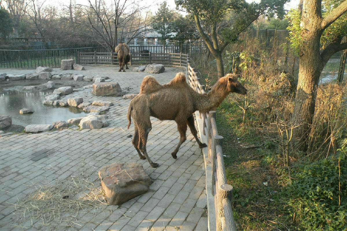 锦州动物园动物可爱多样搭配景色优美鸟语花香空气清新北湖湖水荡漾