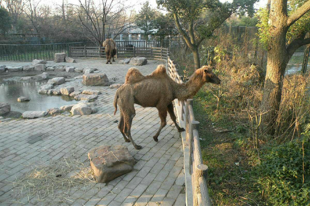 锦州动物园图片图片