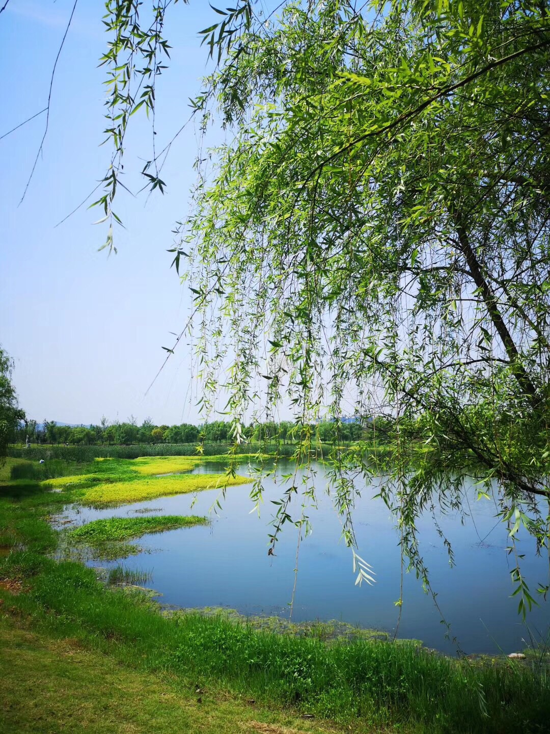 2023鄱阳湖国家湿地公园游玩攻略,鄱阳湖国家湿地是亚洲最大的...【去哪儿攻略】