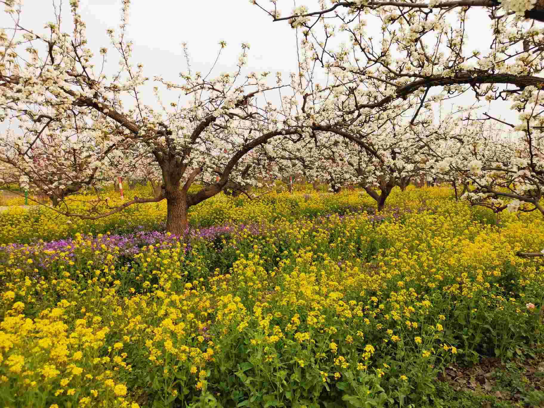 周家庄农业特色观光园