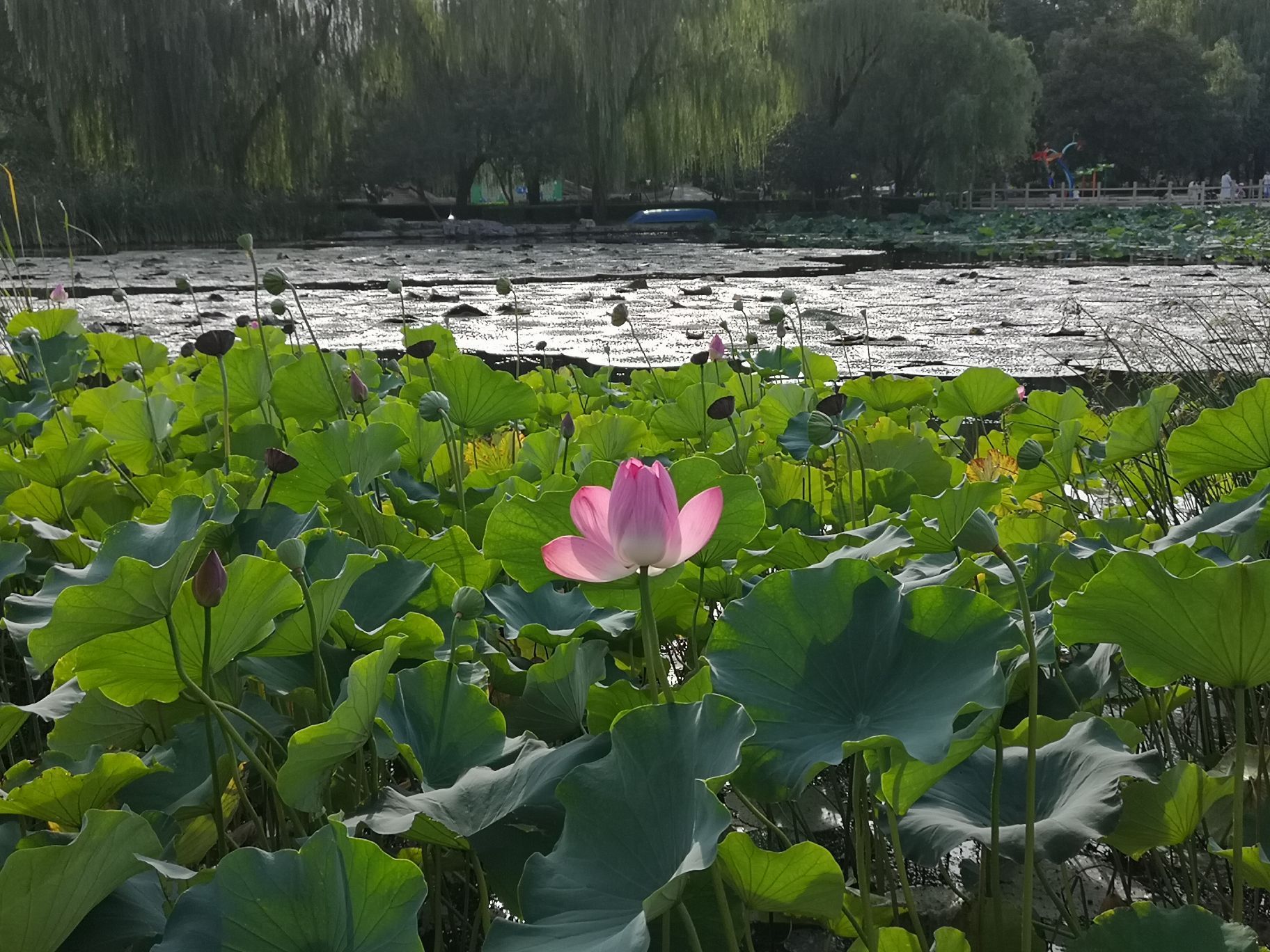 2022年第204贴-北京植物园春游拍-3（0406F）-中关村在线摄影论坛