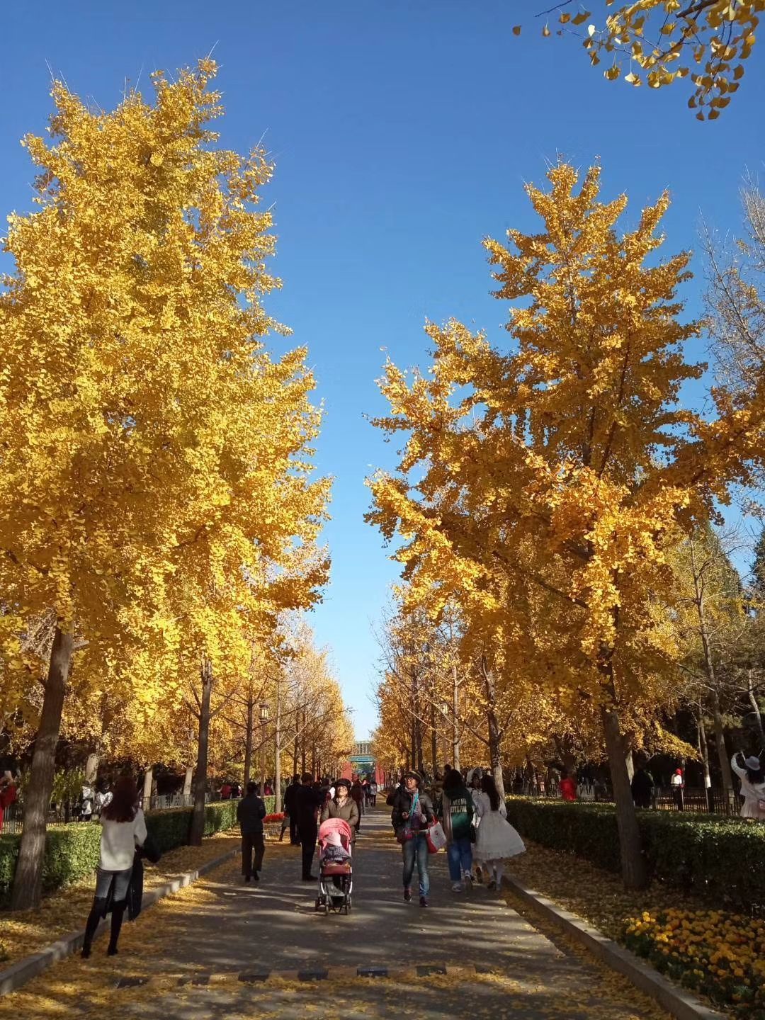北京进入银杏最佳观赏期 地坛公园满地“黄金”