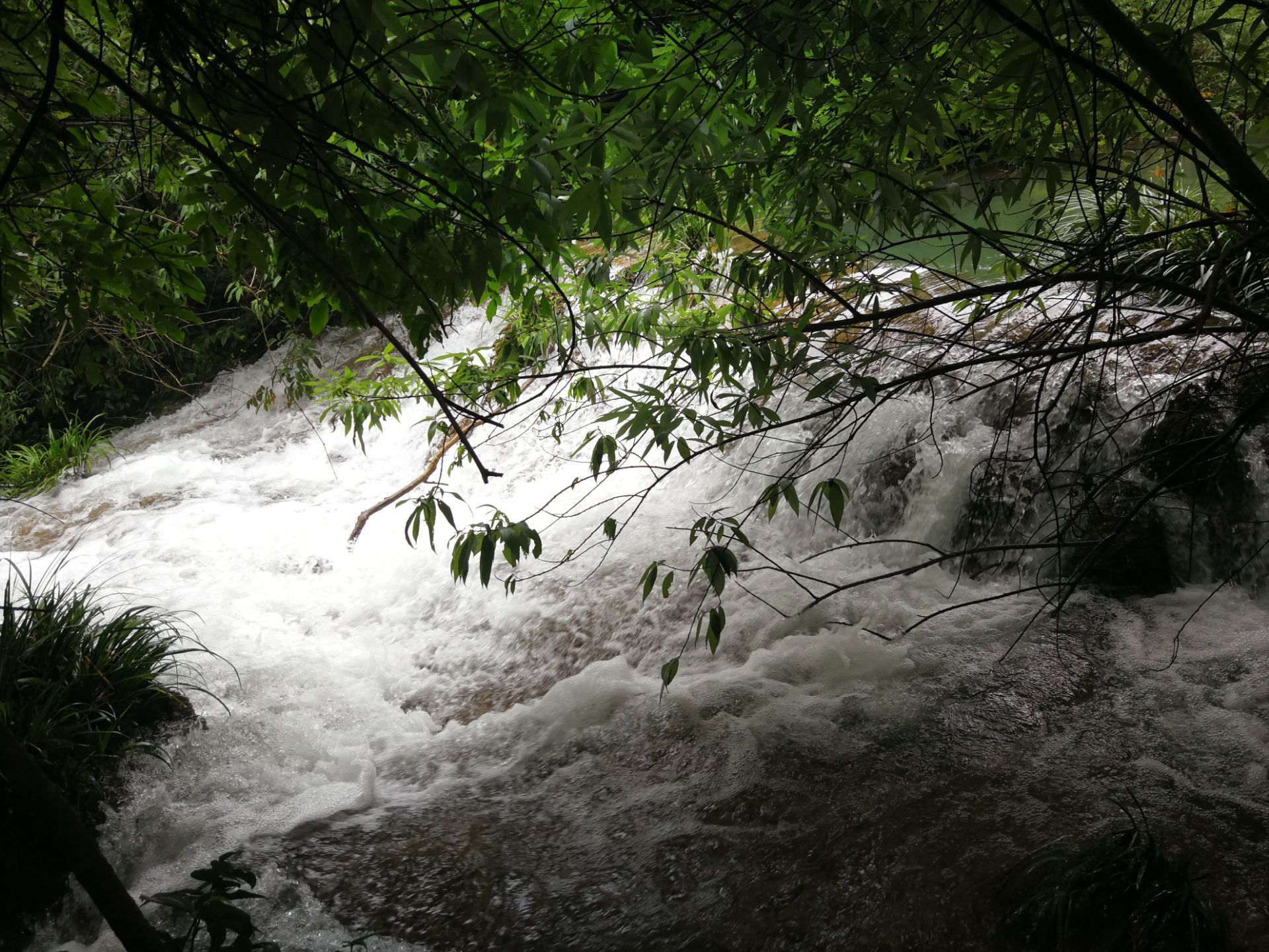 【携程攻略】黔南水上森林景点,水上森林有一段是在水中走过的,有点小