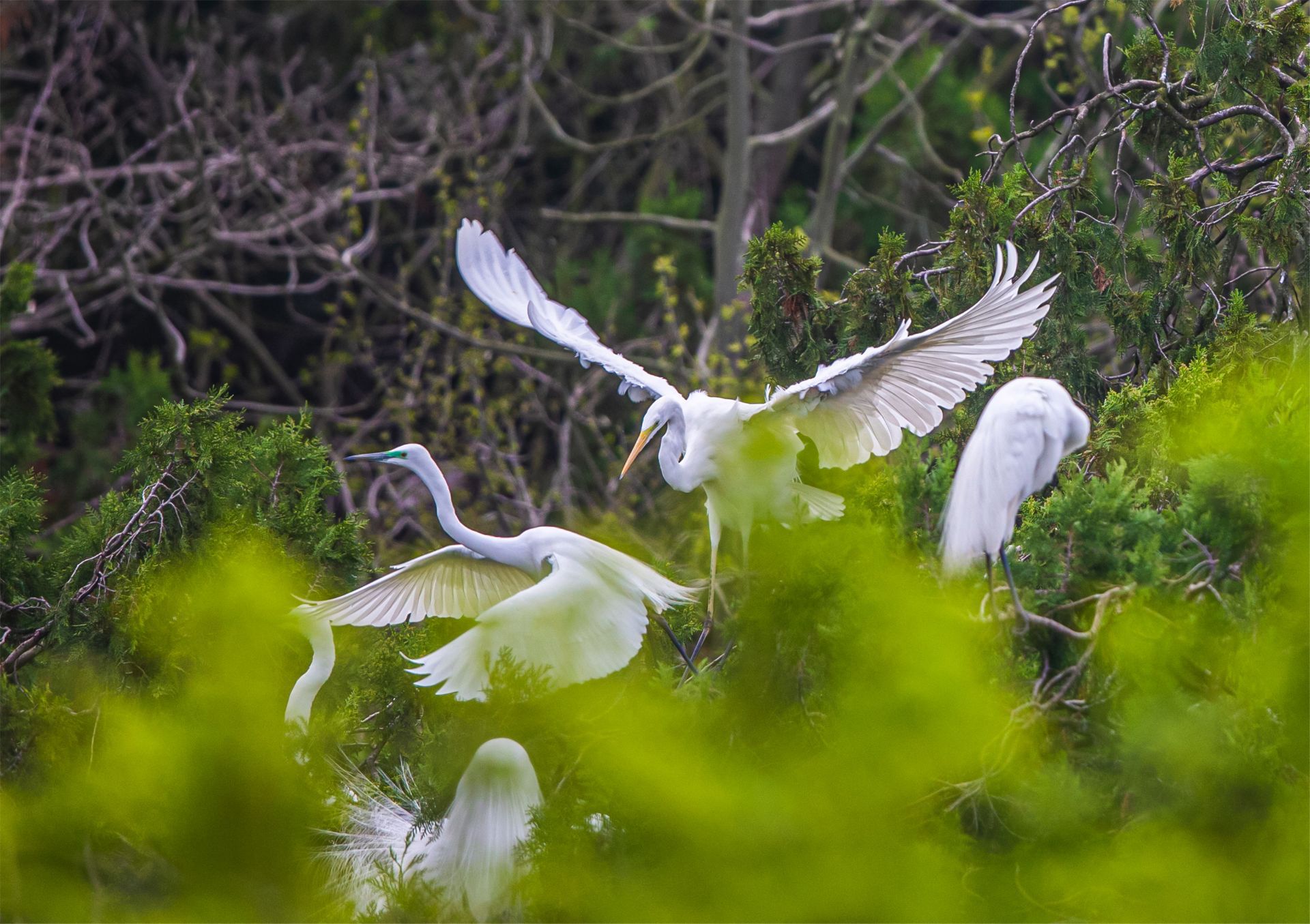 洪泽湖湿地观鸟园图片
