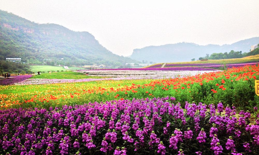 清溪谷旅遊區花田酒地景區