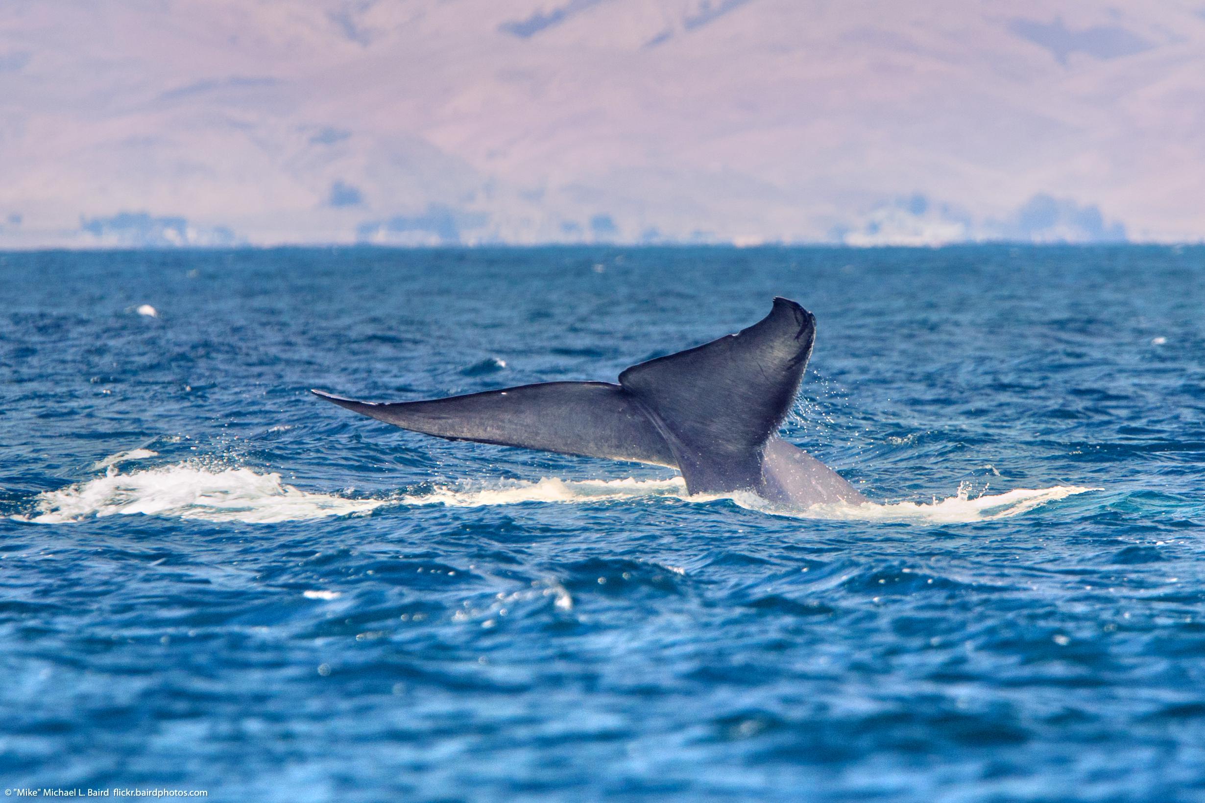 拿骚kingfisher charters攻略,拿骚kingfisher charters门票/游玩攻略