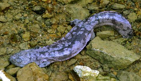 大鲵国家级自然保护区