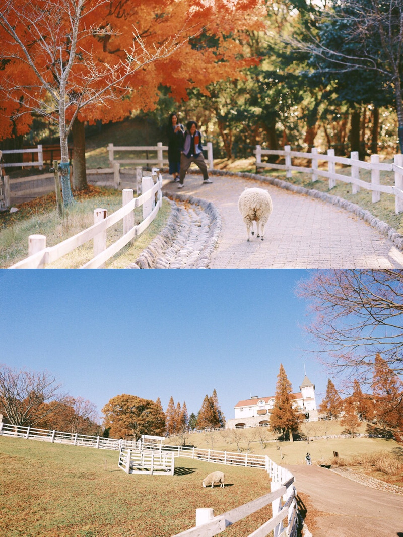 神户市立六甲山牧场之行 神户之行 携程旅拍