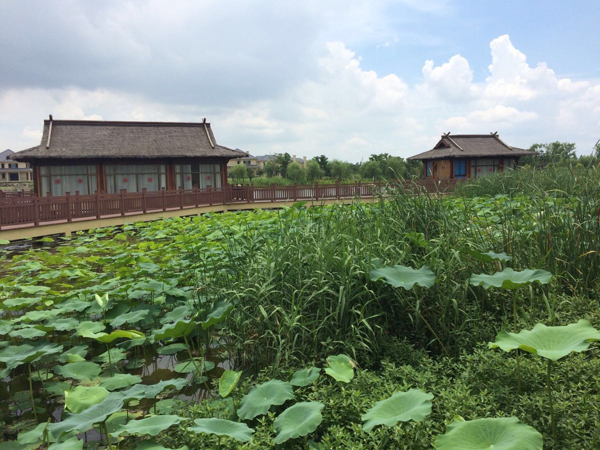 杭州湾海上花田