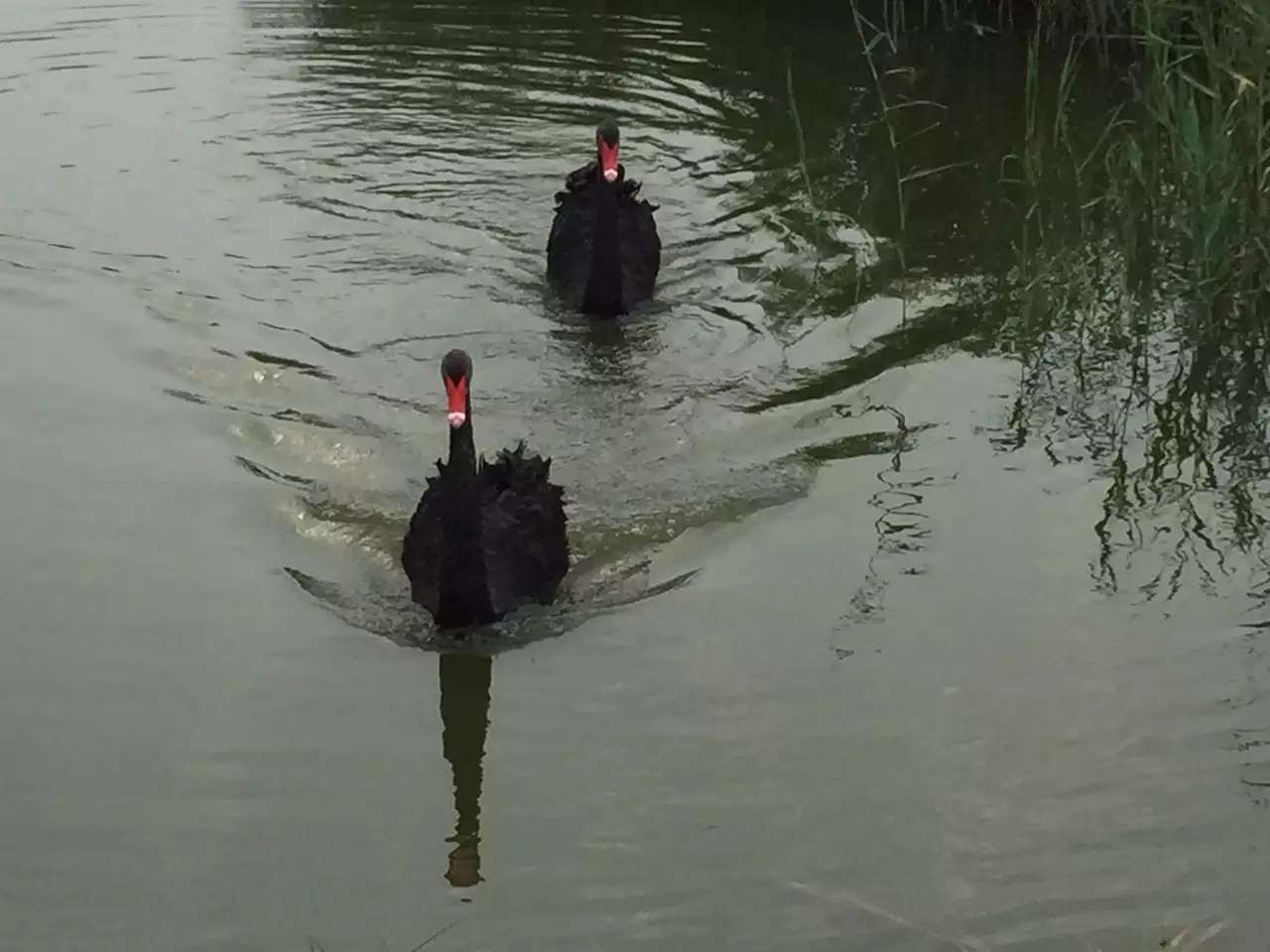 黄骅南大港湿地好玩吗,黄骅南大港湿地景点怎么样_点评_评价【携程