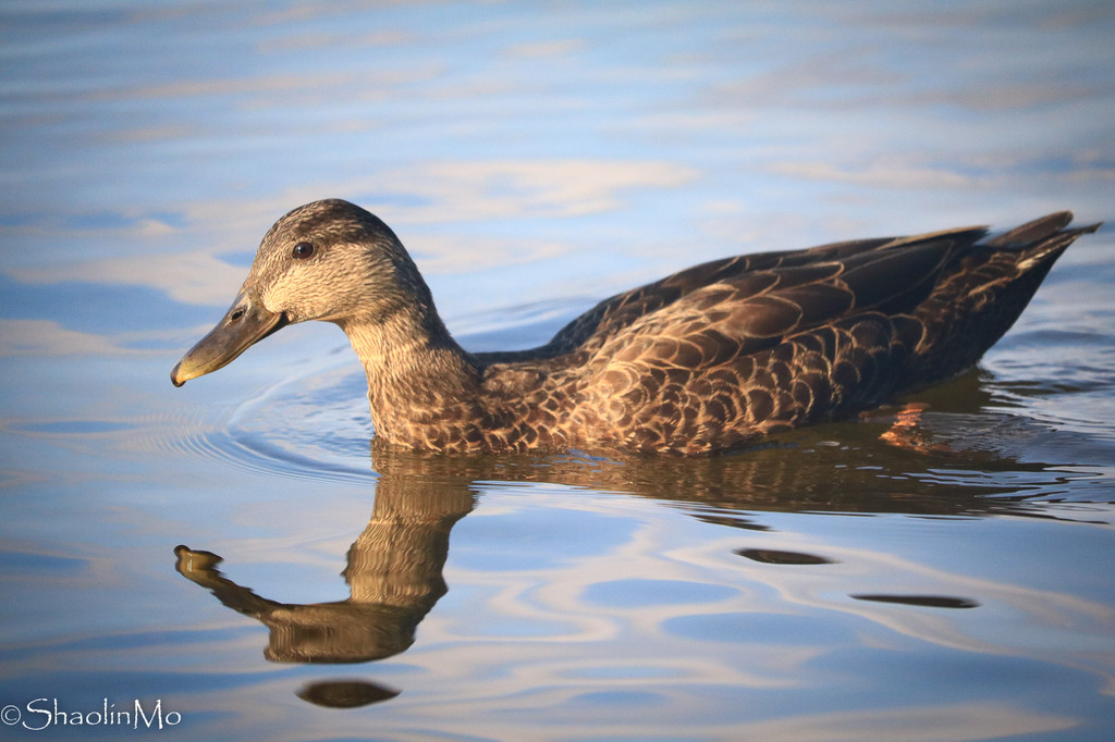 可爱的鸭子,就不知道好不好吃了.